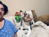 Riot heterochromia one strikingly blue eye, a male French Bulldog for sale in Miami, OK – 6 of 8