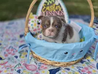 Fluffy Male 💙 gorgeous color , a male French Bulldog for sale in Miami, OK – Photo 5 of 8