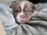 Fluffy Male 💙 gorgeous color , a male French Bulldog for sale in Miami, OK – Photo 8 of 8