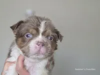 Fluffy Male 💙 gorgeous color , a male French Bulldog for sale in Miami, OK – Photo 7 of 8