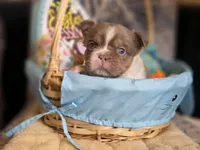 Fluffy Male 💙 gorgeous color , a male French Bulldog for sale in Miami, OK – Photo 4 of 8