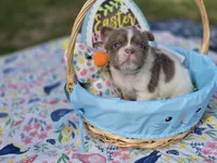 Fluffy Male 💙 gorgeous color , a male French Bulldog for sale in Miami, OK – Photo 6 of 8