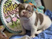 Fluffy Male 💙 , a male French Bulldog for sale in Miami, OK – Photo 1 of 10
