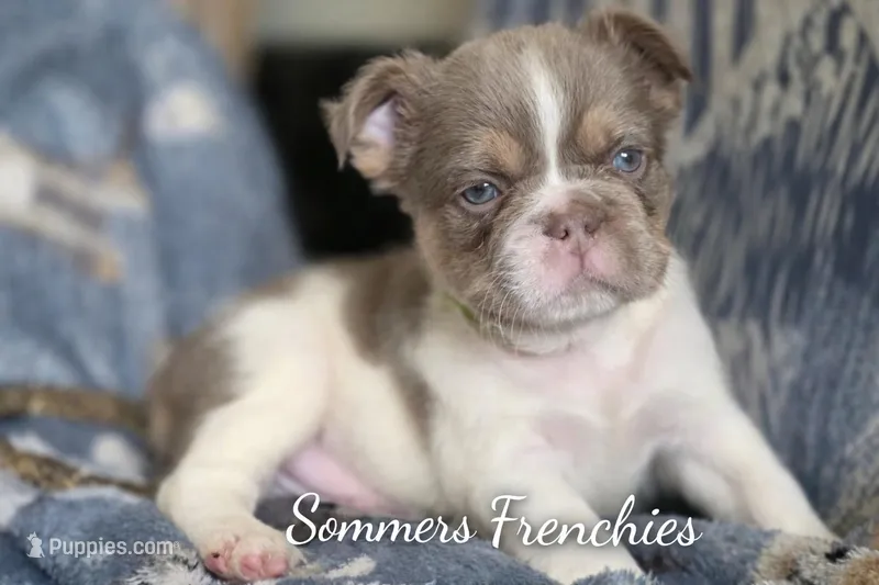 Fluffy Male 💙 gorgeous color  – French Bulldog puppy for sale in Miami, OK