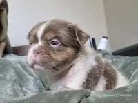 Fluffy Male 💙 gorgeous color , a male French Bulldog for sale in Miami, OK – Photo 2 of 8