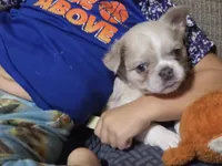 Rose 🌹 , a female French Bulldog for sale in Miami, OK – 3 of 6