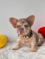 CHANEL ROJO MERLE , a female French Bulldog for sale in Miami, OK – 3 of 3