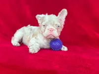 Pink fluffy , a male French Bulldog for sale in Miami, OK – 2 of 6