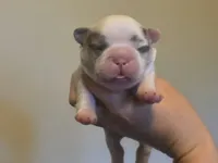 Batman fluffy male , a male French Bulldog for sale in Miami, OK – 3 of 7