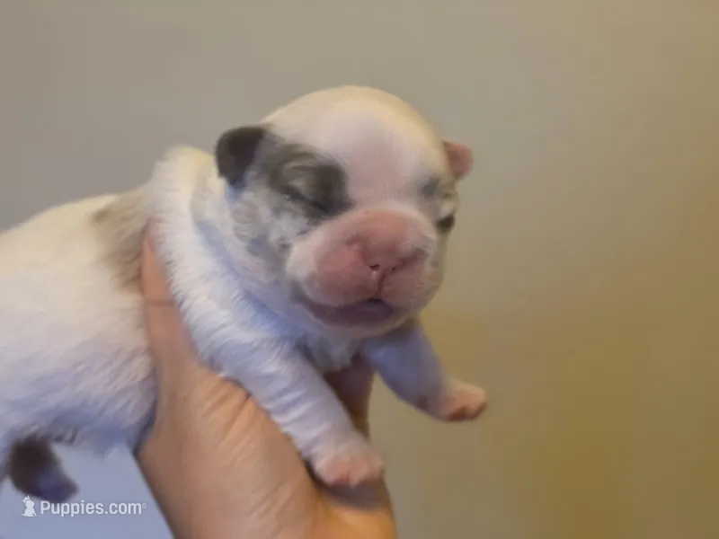 Batman fluffy male  – French Bulldog puppy for sale in Miami, OK