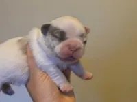 Batman fluffy male , a male French Bulldog for sale in Miami, OK – 1 of 7