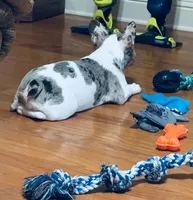 Riot , a male French Bulldog for sale in Miami, OK – 3 of 5