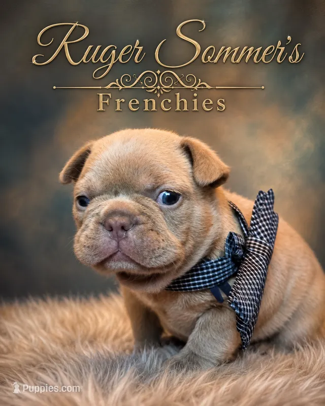Ruger Newshade Isabella Fluffy Carrier  – French Bulldog puppy for sale in Miami, OK
