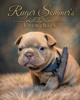 Ruger Newshade Isabella Fluffy Carrier , a male French Bulldog for sale in Miami, OK – 1 of 3