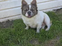 Spook , a male French Bulldog for sale in Miami, OK – 5 of 5