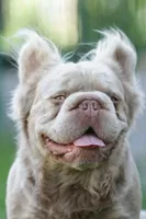 Kingston, a male French Bulldog for sale in Miami, OK – 7 of 7