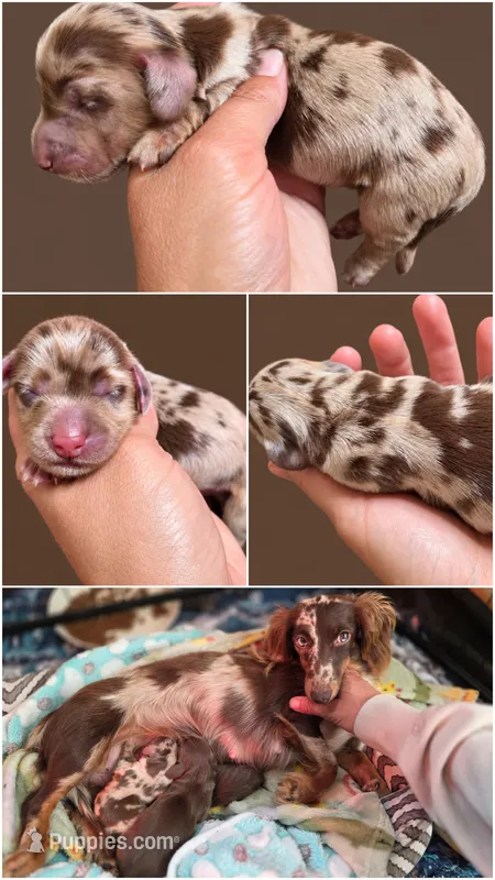 Mini long-haired male , a male Miniature Dachshund for sale in Miami, OK – 1 of 1