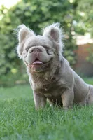 Chanel , a female French Bulldog for sale in Miami, OK – 10 of 10