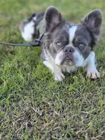 Koda , a male French Bulldog for sale in Miami, OK – 8 of 10
