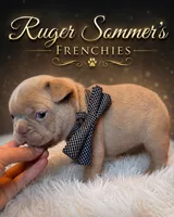 Ruger Newshade Isabella Fluffy Carrier , a male French Bulldog for sale in Miami, OK – 2 of 3