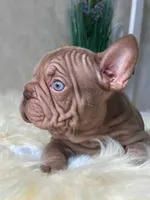 Velvet Big Rope , a male French Bulldog for sale in Miami, OK – Photo 2 of 5