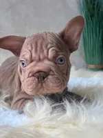 Velvet Big Rope , a male French Bulldog for sale in Miami, OK – Photo 4 of 5