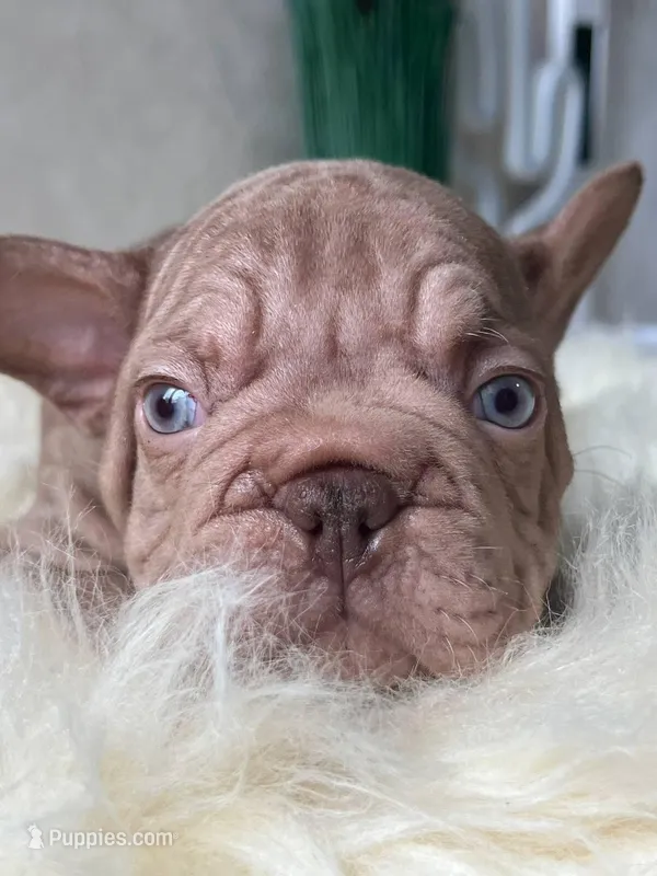 Velvet Big Rope  – French Bulldog puppy for sale in Miami, OK