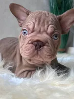 Velvet Big Rope , a male French Bulldog for sale in Miami, OK – Photo 5 of 5