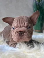 Velvet Big Rope , a male French Bulldog for sale in Miami, OK – Photo 3 of 5