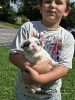 Fluffy male, a male French Bulldog for sale in Miami, OK – 5 of 10