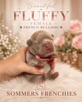 Fluffy Rojo Female 💜 , a female French Bulldog for sale in Miami, OK – 9 of 9
