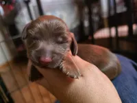 Mini-long haired male , a male Miniature Dachshund for sale in Miami, OK – 2 of 4