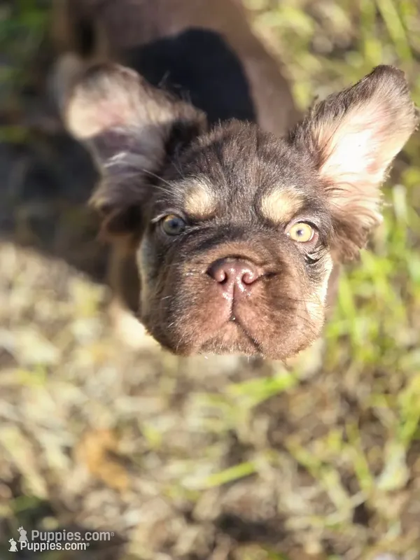 Bruno  – French Bulldog puppy for sale in Miami, OK