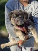Isabella and tan gorgeous boy, a male French Bulldog for sale in Miami, OK – 3 of 9