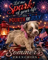 Lilac fluffy male , a male French Bulldog for sale in Miami, OK – 1 of 9