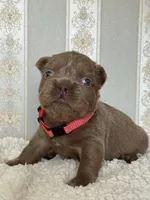 Bella ISABELLA FLUFFY Female , a female French Bulldog for sale in Miami, OK – Photo 4 of 7