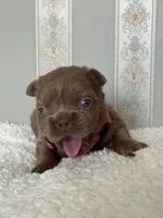 Bella ISABELLA FLUFFY Female , a female French Bulldog for sale in Miami, OK – Photo 7 of 7