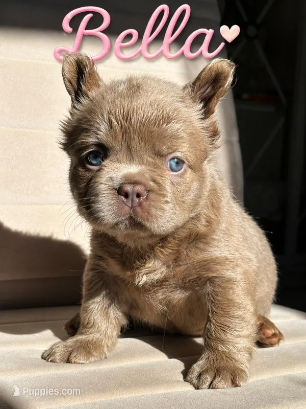 Bella ISABELLA FLUFFY Female  – French Bulldog puppy for sale in Miami, OK