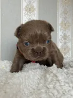 Bella ISABELLA FLUFFY Female , a female French Bulldog for sale in Miami, OK – Photo 2 of 7