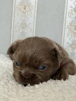 Bella ISABELLA FLUFFY Female , a female French Bulldog for sale in Miami, OK – Photo 5 of 7