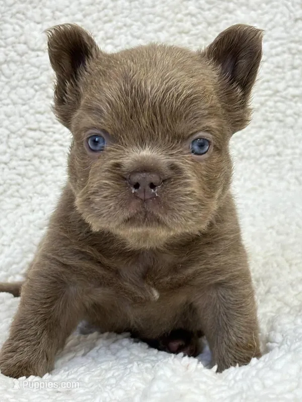 Bella ISABELLA FLUFFY Female  – French Bulldog puppy for sale in Miami, OK