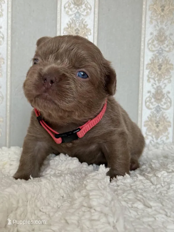 Bella ISABELLA FLUFFY Female  – French Bulldog puppy for sale in Miami, OK