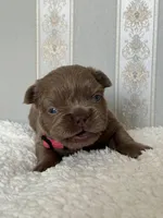 Bella ISABELLA FLUFFY Female , a female French Bulldog for sale in Miami, OK – Photo 6 of 7