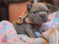 Magnolia , a female French Bulldog for sale in Miami, OK – 4 of 8