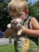 Lilac fluffy male , a male French Bulldog for sale in Miami, OK – 2 of 9