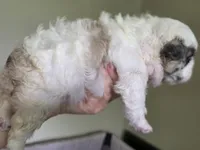 CURLY FLUFFY MALE , a male French Bulldog for sale in Miami, OK – 7 of 10