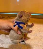 FLUFFY isabella male , a male French Bulldog for sale in Miami, OK – 3 of 9