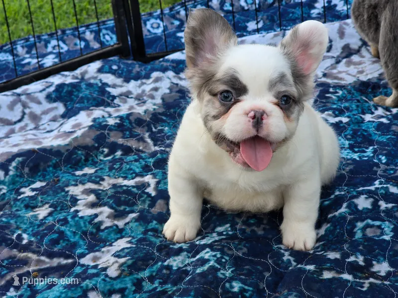 Fluffy male – French Bulldog puppy for sale in Miami, OK