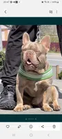 Merle FLUFFY female , a female French Bulldog for sale in Miami, OK – 2 of 5