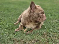 Kobe , a male French Bulldog for sale in Miami, OK – 3 of 4